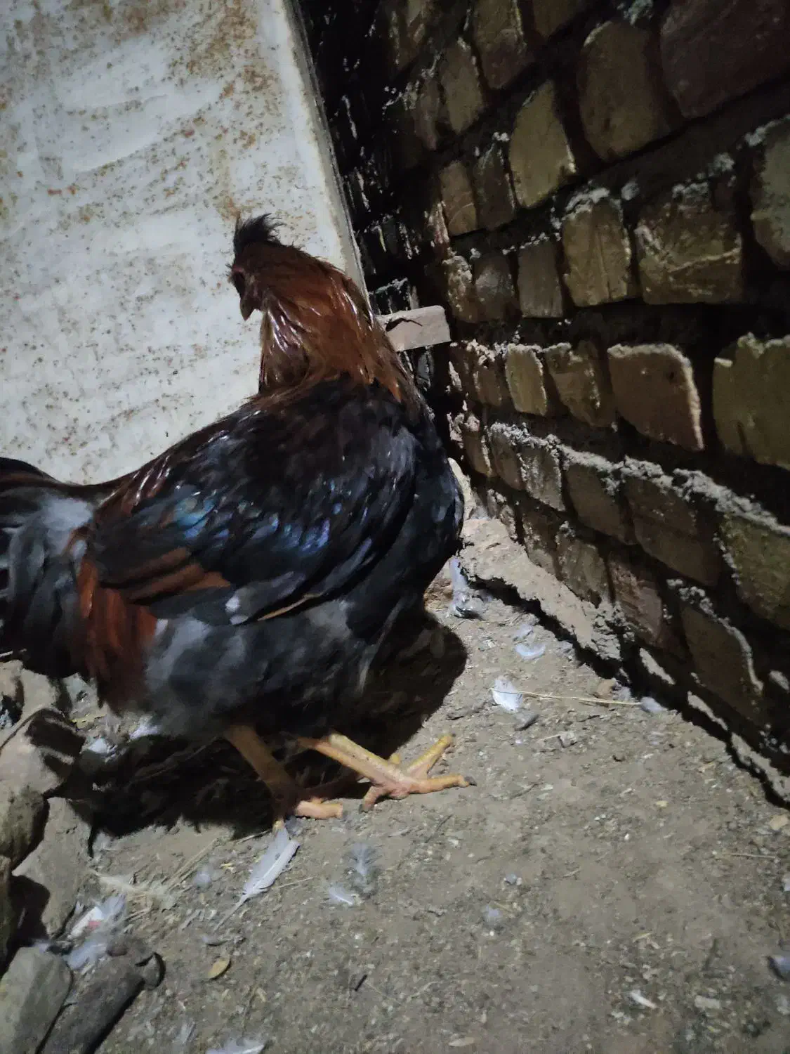 خروس چاق|حیوانات مزرعه|جوین, |دیوار