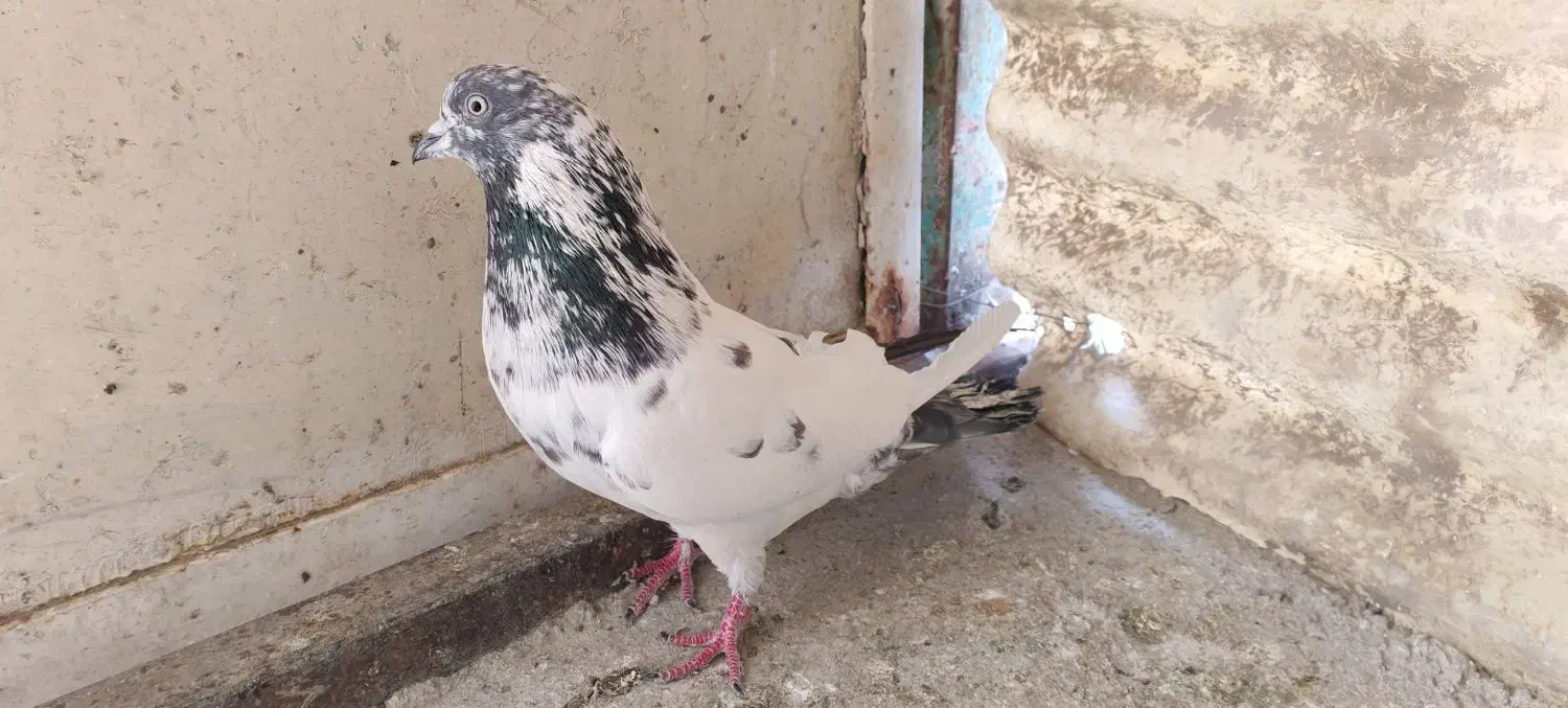 کفتر نر|پرنده|شهر ری, فیروزآباد|دیوار