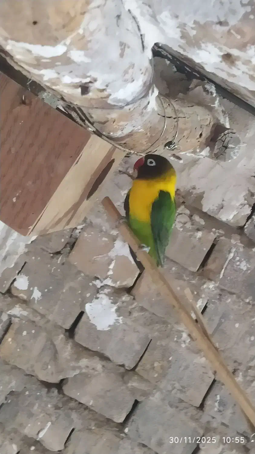 کوتوله|پرنده|سراوان, |دیوار