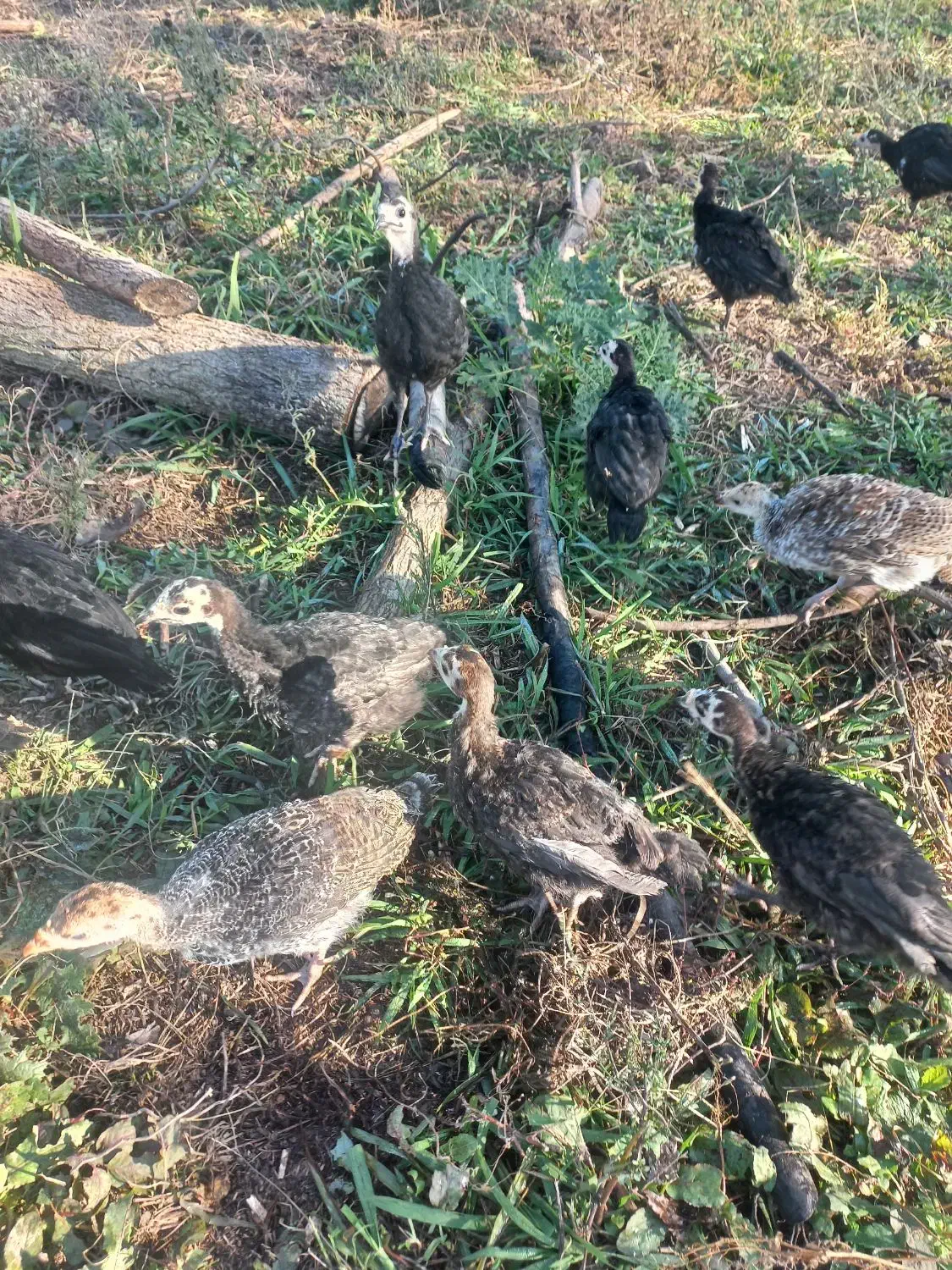 جوجه بوقلمون دوماهه نیمچه ( مرغ اوردک غاز)|حیوانات مزرعه|سنگر, |دیوار