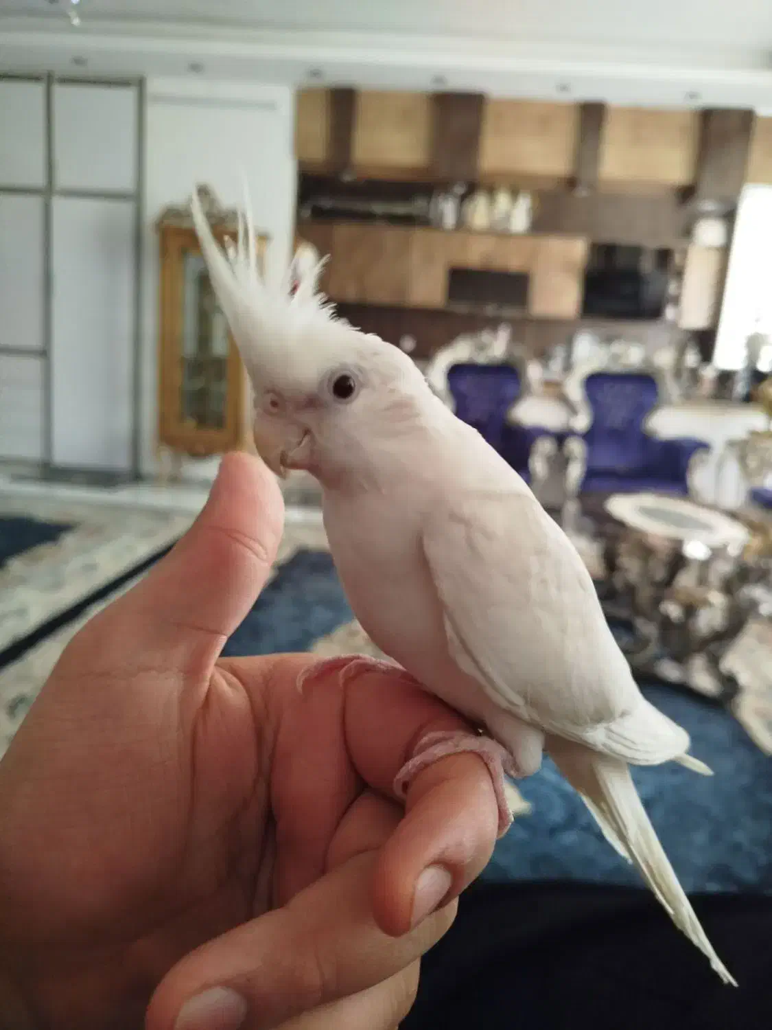 عروس هلندی آلبینو|پرنده|تربت‌حیدریه, پیشکوه|دیوار