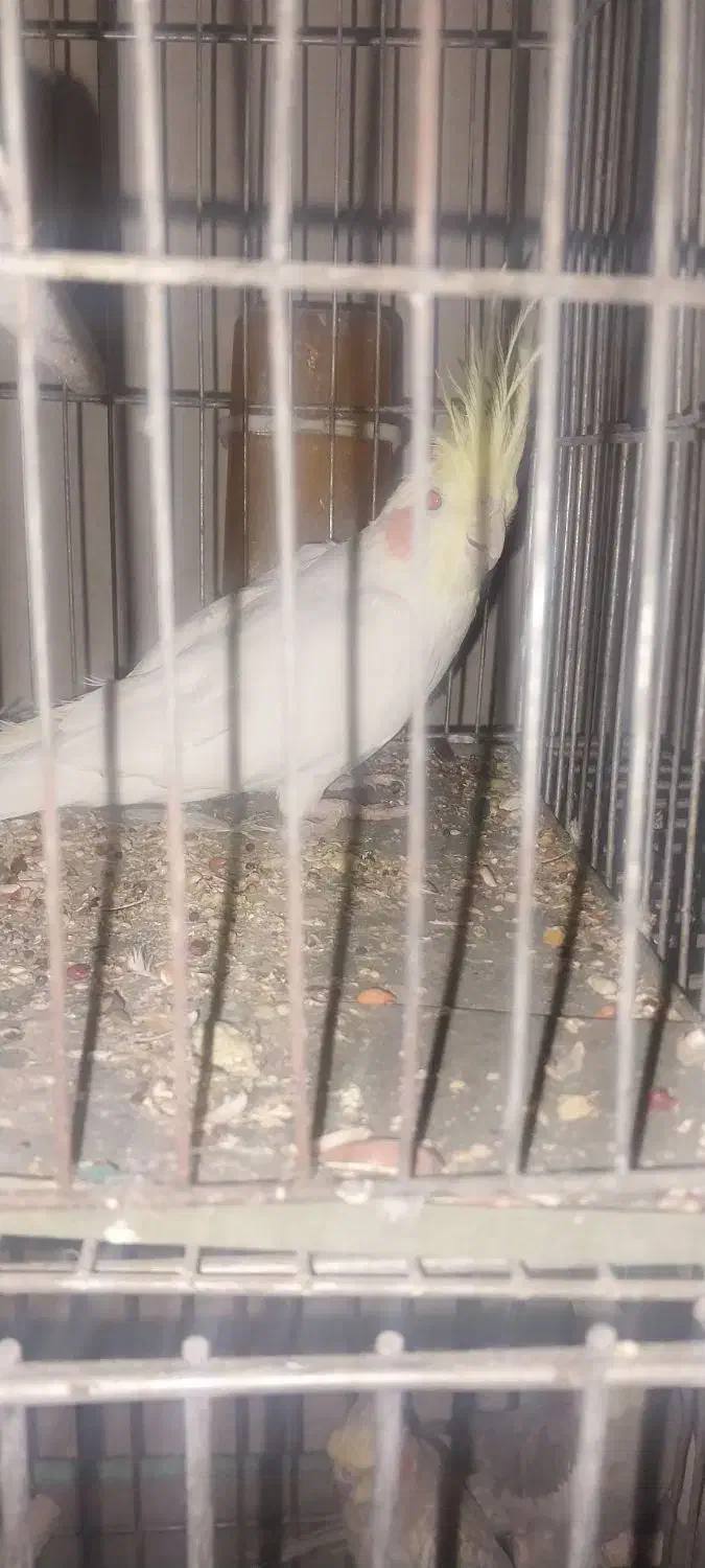 عروس هلندی|پرنده|ماهان, |دیوار