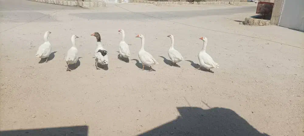 بوقلمون و غاز نگهبان نژاد آلمانی|حیوانات مزرعه|علامرودشت, |دیوار