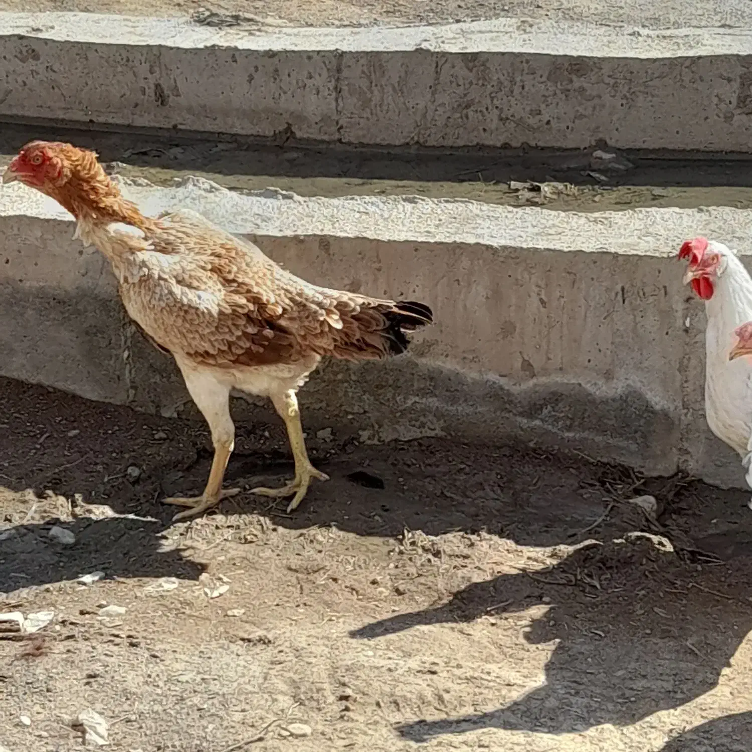 مرغ لاری|حیوانات مزرعه|زنجانرود, |دیوار