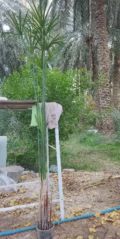 حراج نخل مرداب و کاغذی|گل و گیاه طبیعی|بم, |دیوار