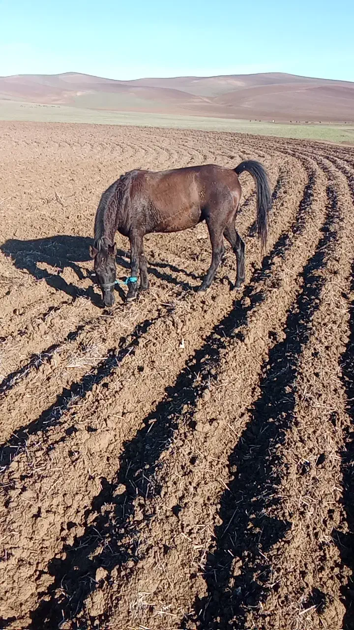 اسب|اسب و تجهیزات اسب‌سواری|گرمی, |دیوار