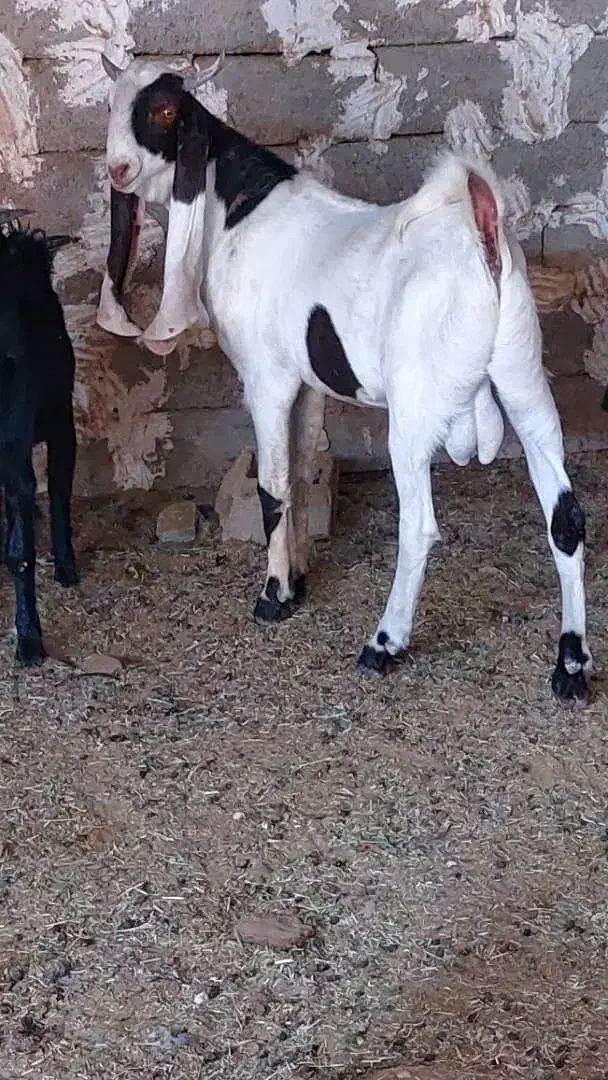 بزگلابی کهره سانن|حیوانات مزرعه|جهرم, |دیوار