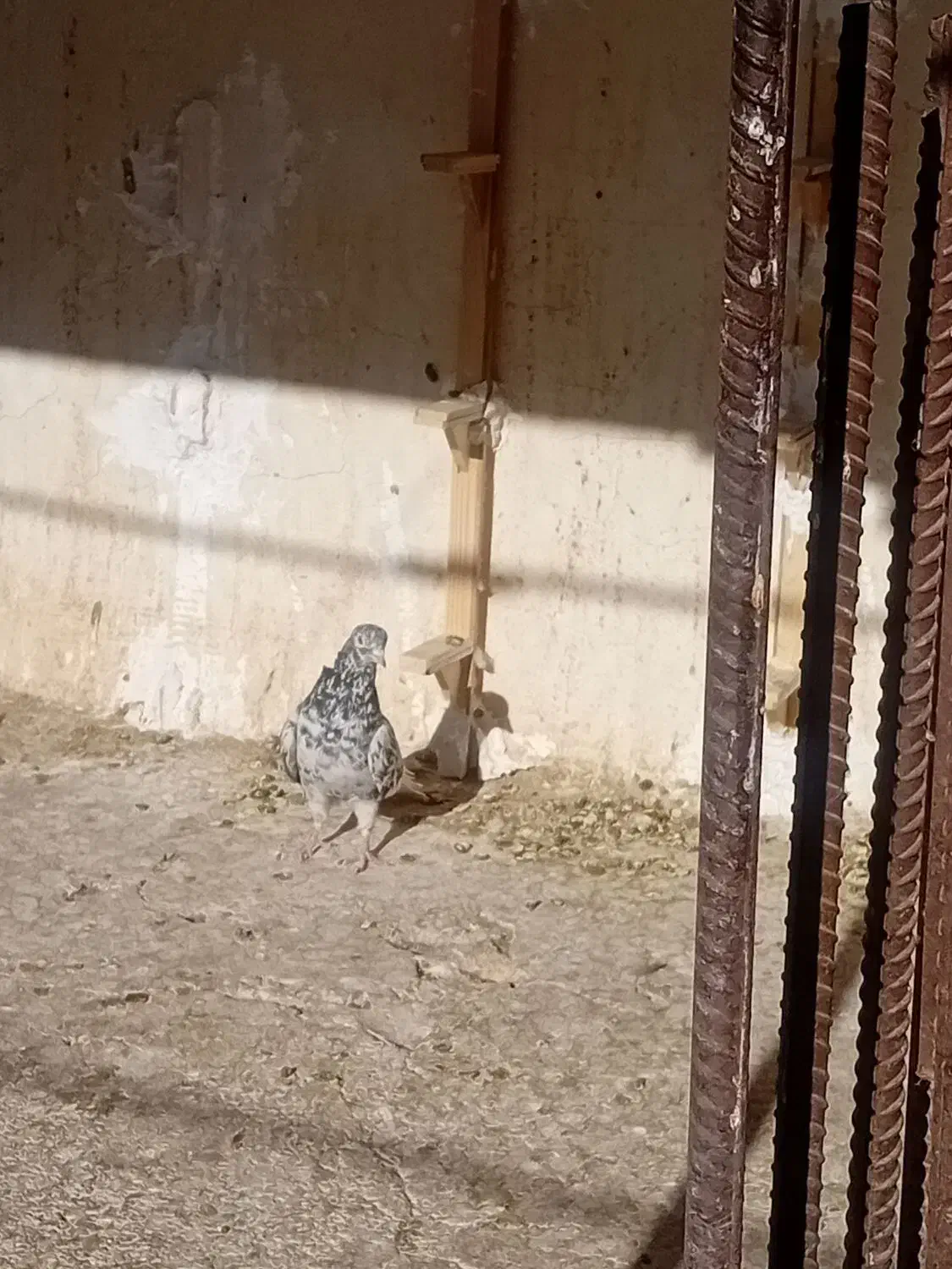 فروش هفت رنگ دم سفید نر پریده|پرنده|رفسنجان, |دیوار