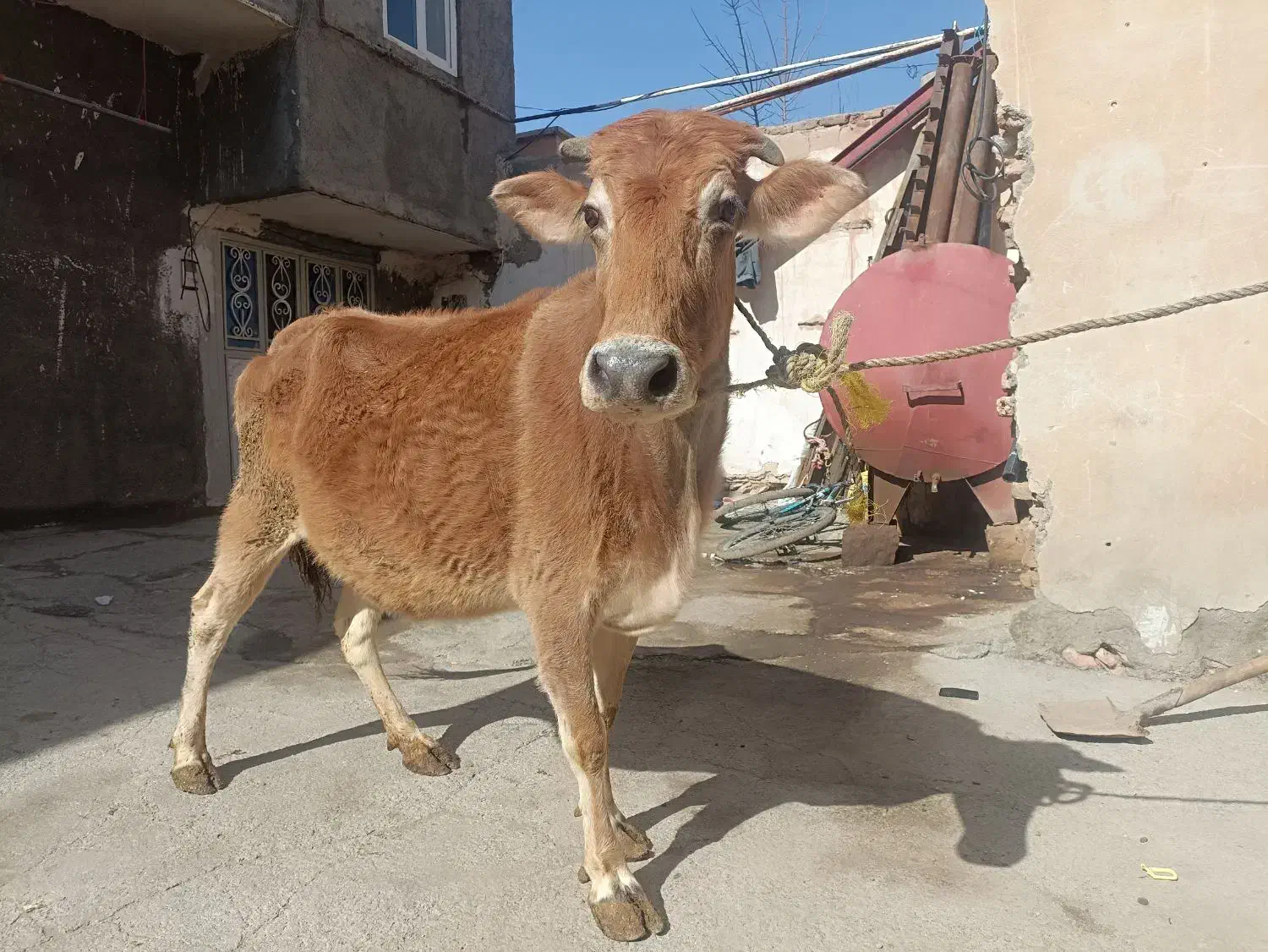 گاو آبستن|حیوانات مزرعه|دهگلان, |دیوار