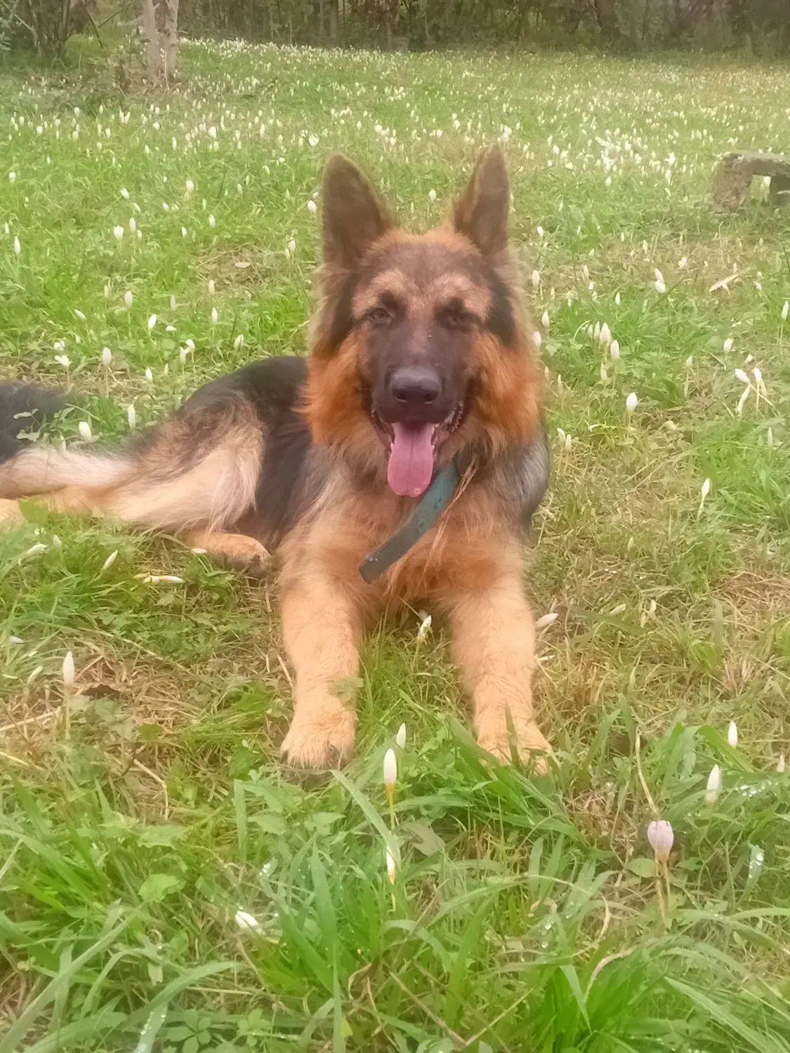 گمشده توله ژرمن ۱۰ ماهه نر|سگ|سیاهکل, |دیوار