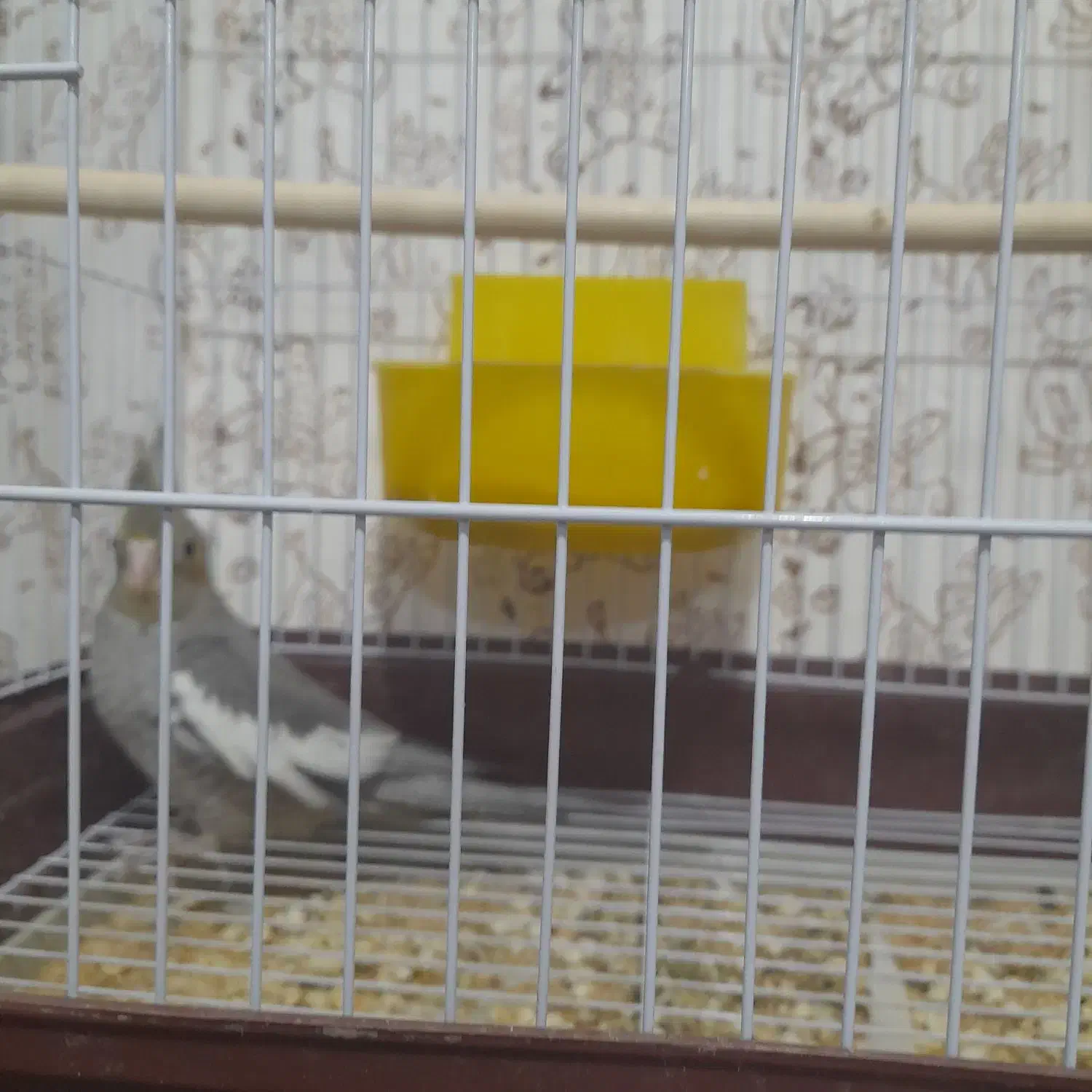 دوجفت عروس هلندی مولد. فروشی.|پرنده|بم, |دیوار