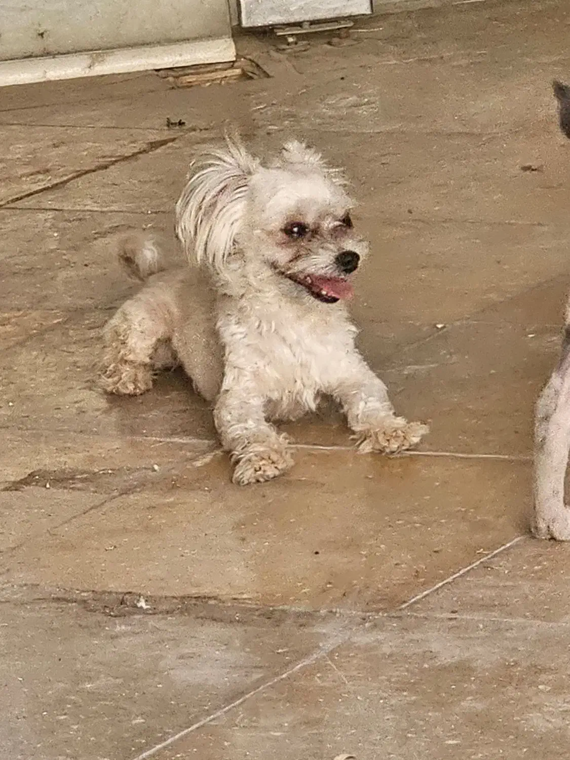 مالتیپو نر|سگ|اصفهان, سپاهان‌شهر|دیوار