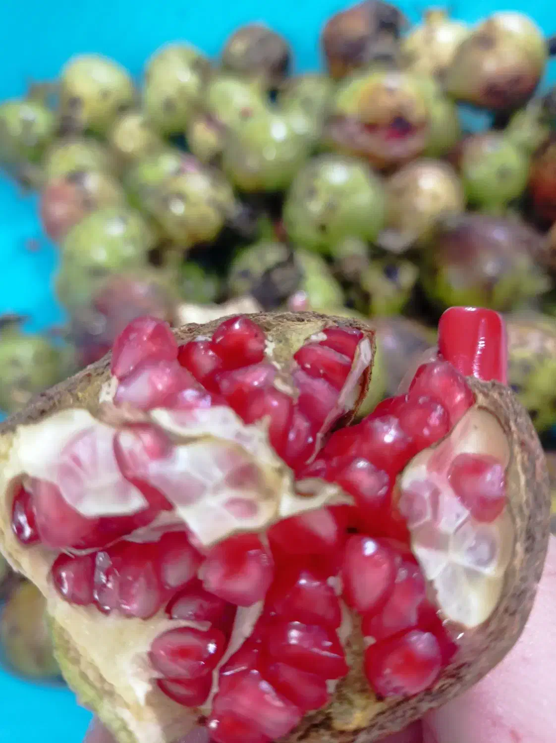 ترشی انار|خوردنی و آشامیدنی|رشت, پارک شهر|دیوار