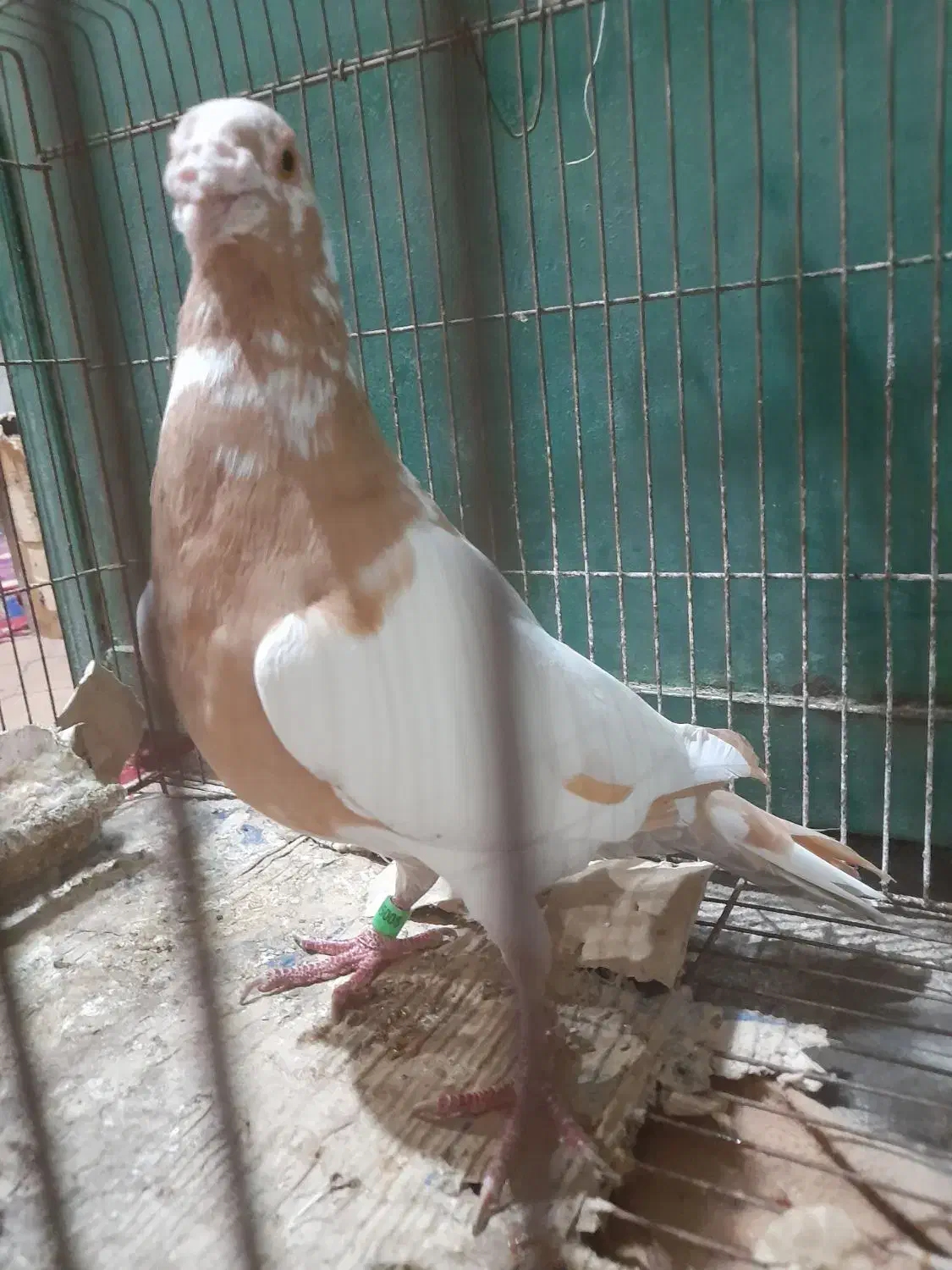 کبوتر نر کارل نیومنز|پرنده|برازجان, |دیوار