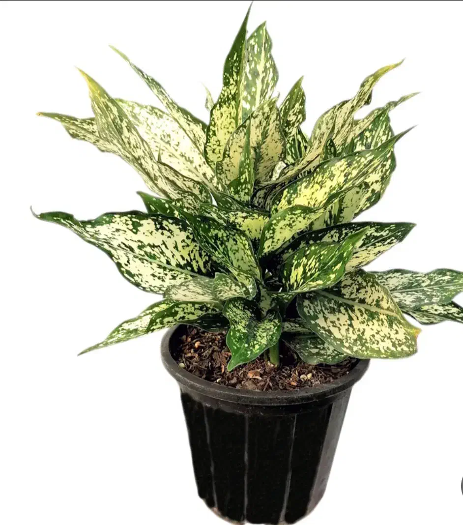 گل آگلونمای برفی|گل و گیاه طبیعی|جوانرود, |دیوار