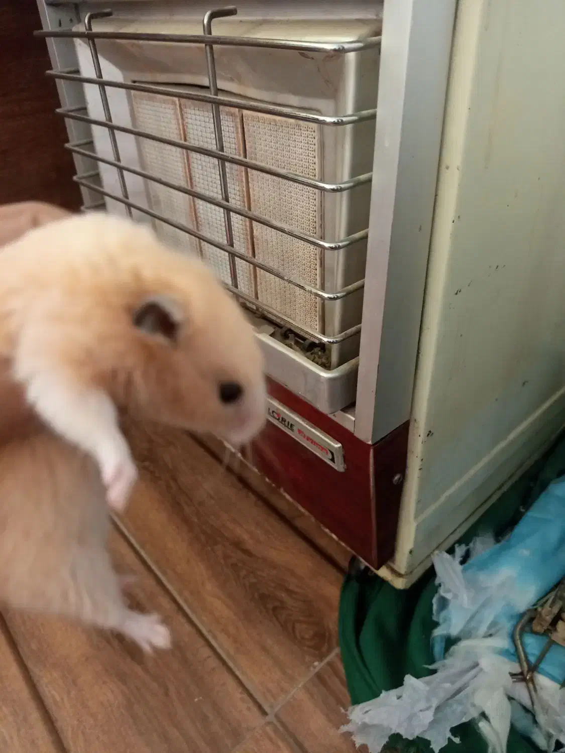 همستر|موش و خرگوش|زاهدان, |دیوار