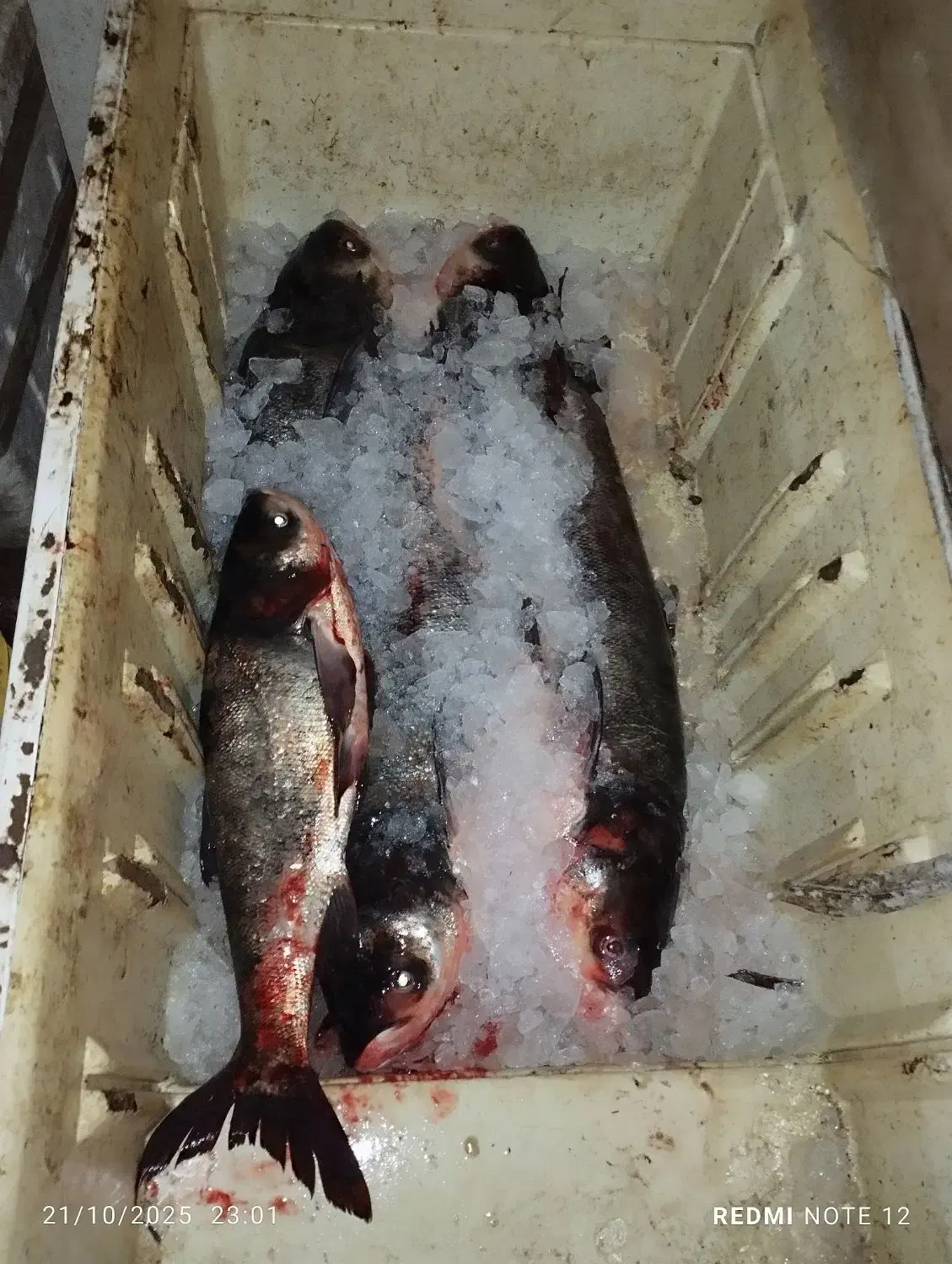 ماهی تازه سد عمده و خورده زیر قیمت کل ایران|ماهی|بوکان, |دیوار