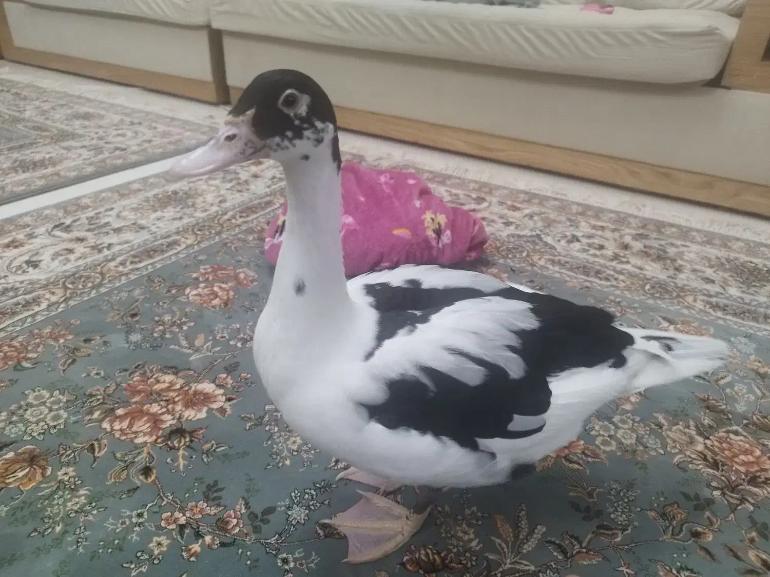 گمشده|حیوانات|بیجار, |دیوار