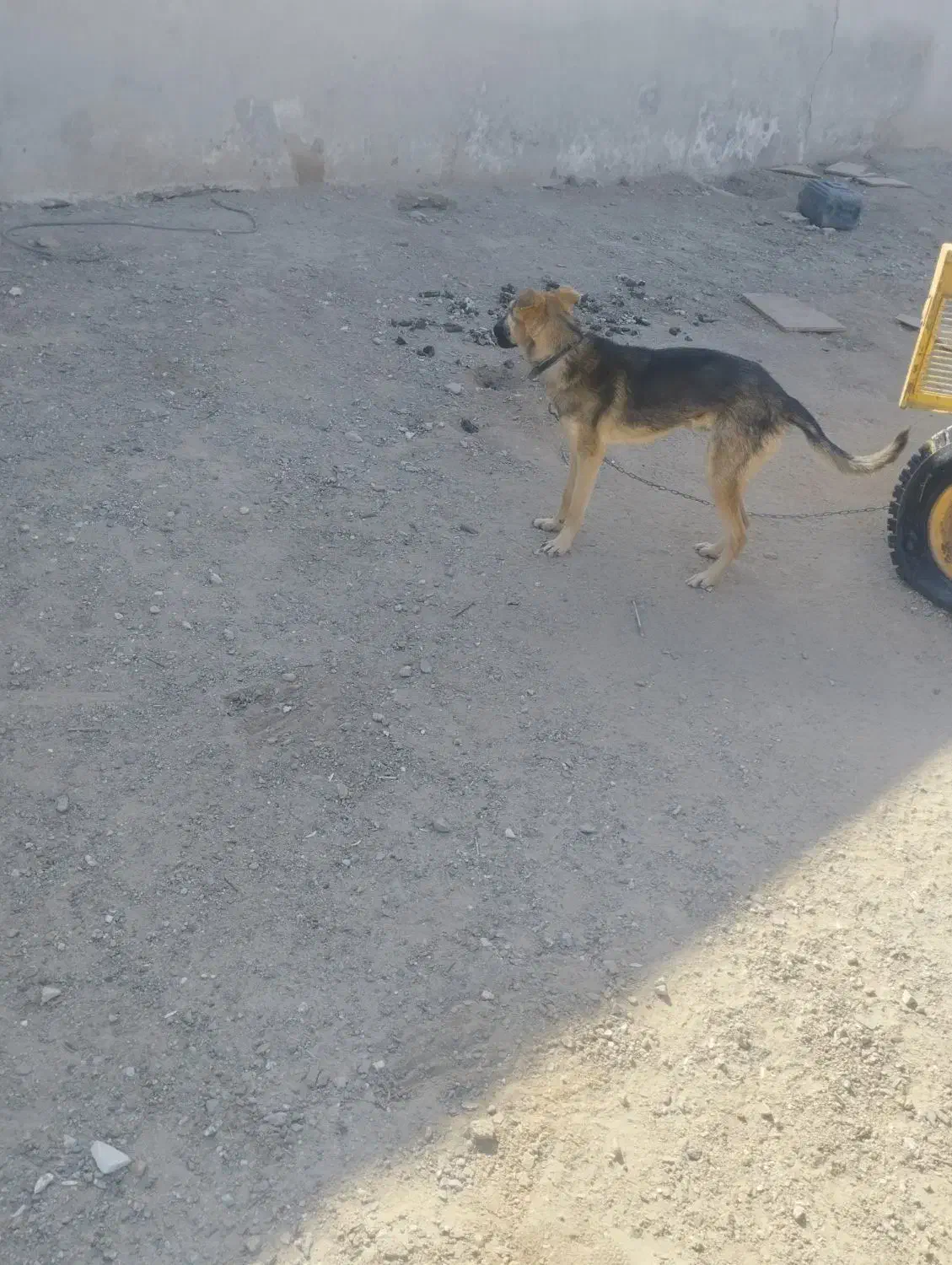 سگ7ماه گرگ نر|سگ|زاهدان, |دیوار