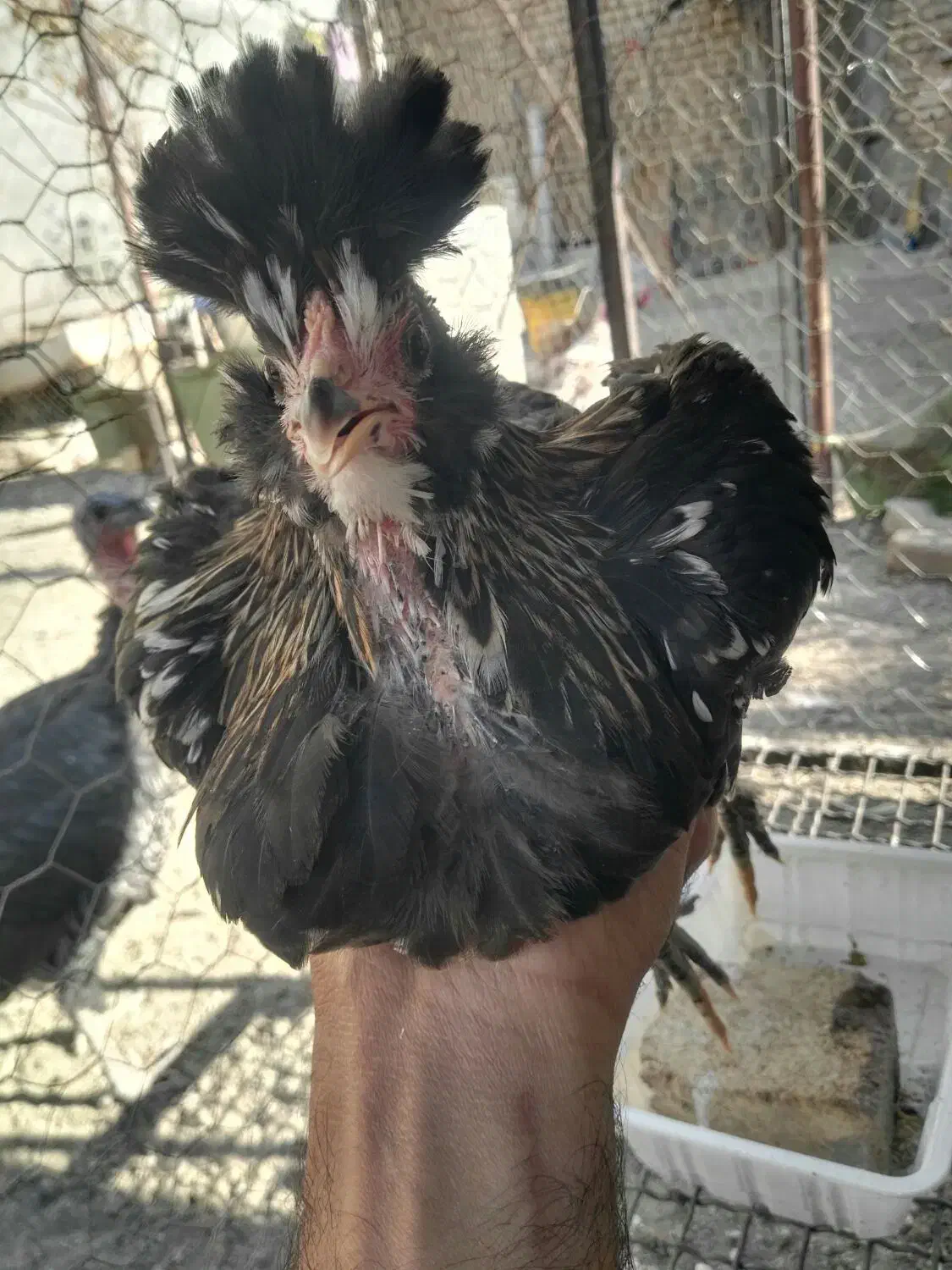 گلین لری خالص و بوقلمون مولد|حیوانات مزرعه|کرج, شهرک جهاننما|دیوار