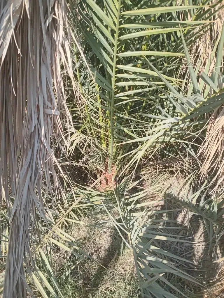 پاجوش زاهدی یاقصب|عمدهفروشی|سعدآباد, |دیوار