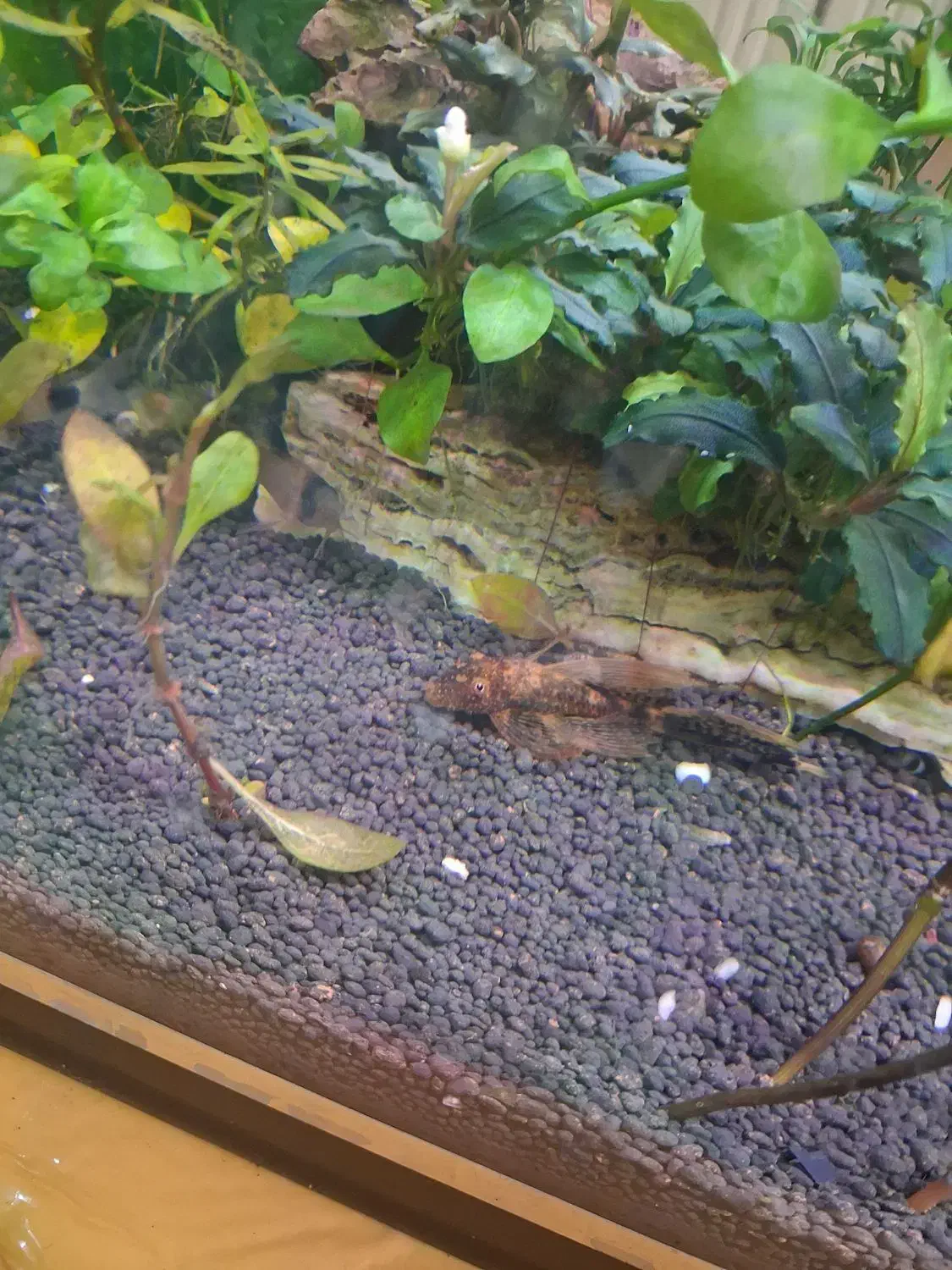 ماهی کت فیش، انواع انوبیاس، ماهی های مخصوص پلنت|ماهی|تبریز, |دیوار