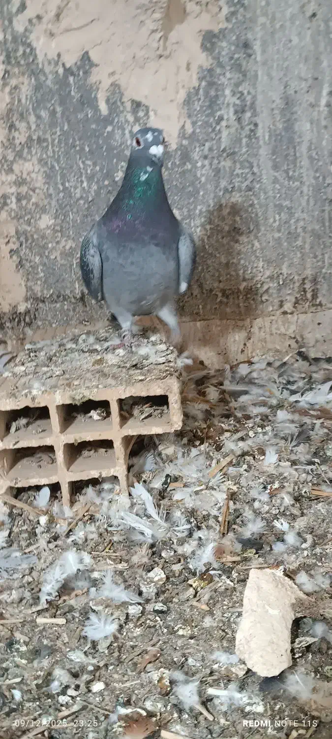 ماده قره سبز پلاکی|پرنده|خلیل آباد, |دیوار