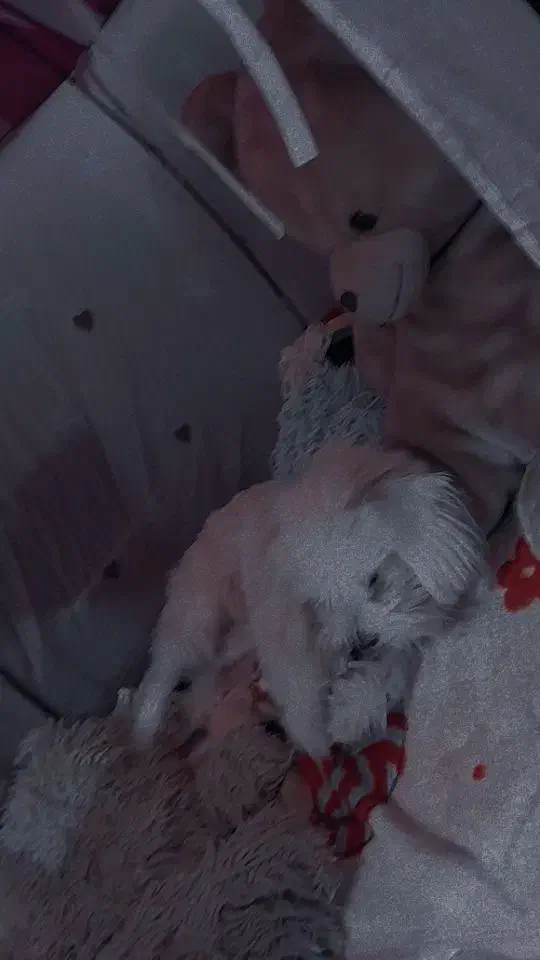 واگذاری سگ|سگ|بوشهر, |دیوار