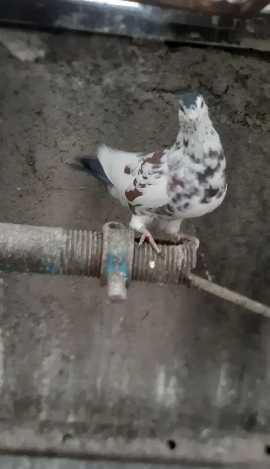 کفتر افغانی ماده امری مگسی کله سفید و افشون|پرنده|پاکدشت, پاکدشت (مامازند)|دیوار