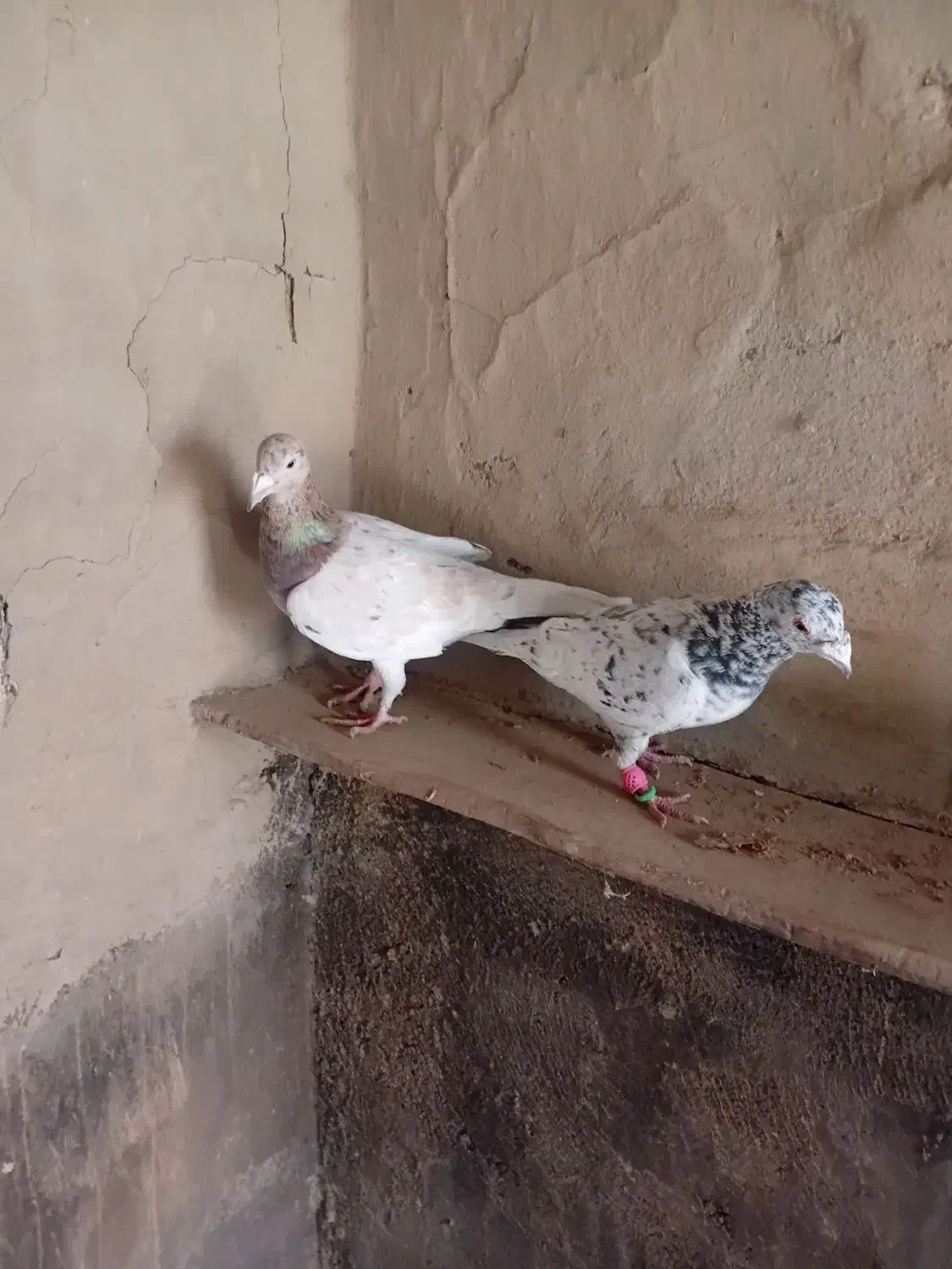 هفرنک. نر و ماده|پرنده|اسفرورین, |دیوار