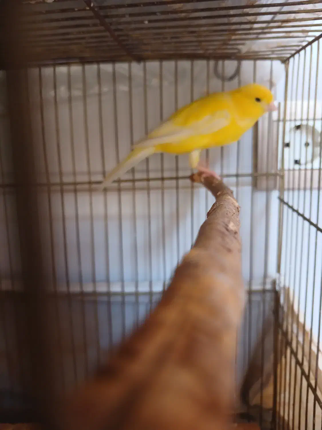 فروش قناری ماده اماده|پرنده|قم, پردیسان|دیوار