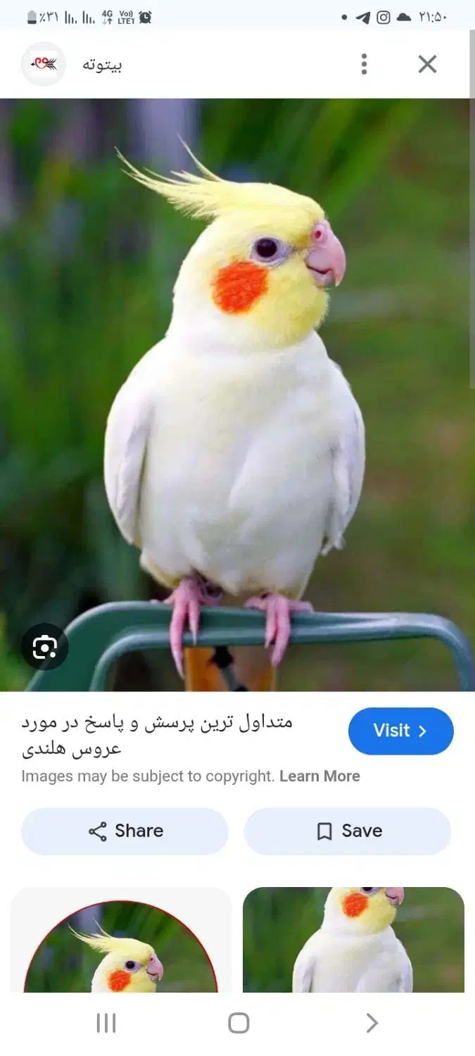 عروس هلندی دستی|پرنده|دوگنبدان, |دیوار