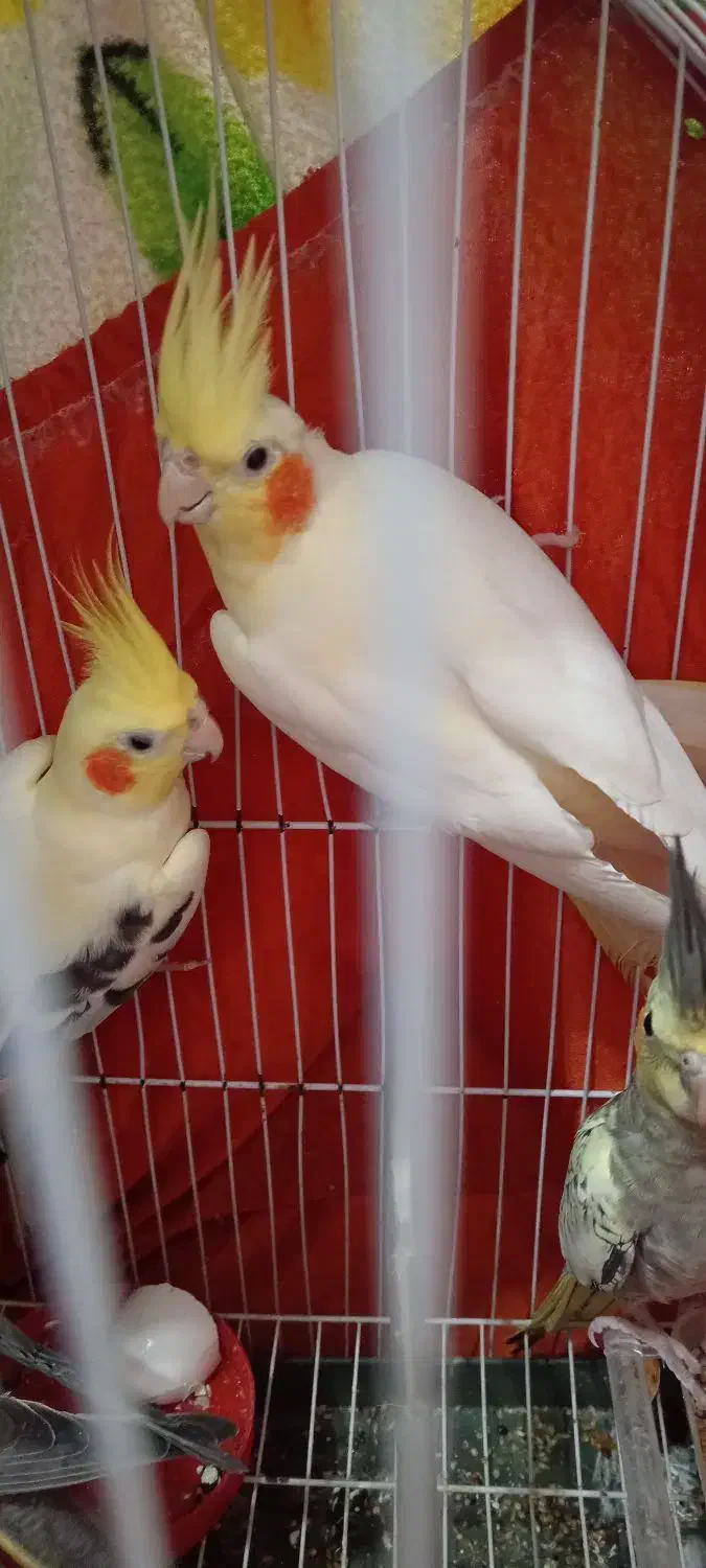 طوطی عروس های سالم سرحال بازیگوش|پرنده|رشت, باهنر|دیوار