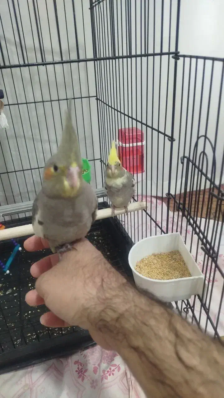 عروس هلندی دستی|پرنده|مهریز, |دیوار