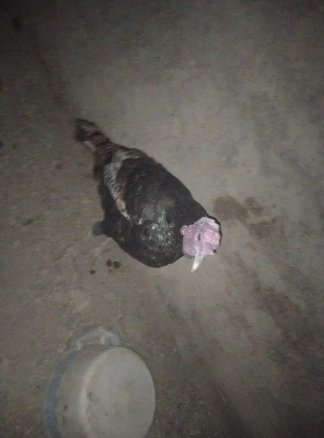 فوری فروش بقلمون|حیوانات مزرعه|سیب و سوران, |دیوار