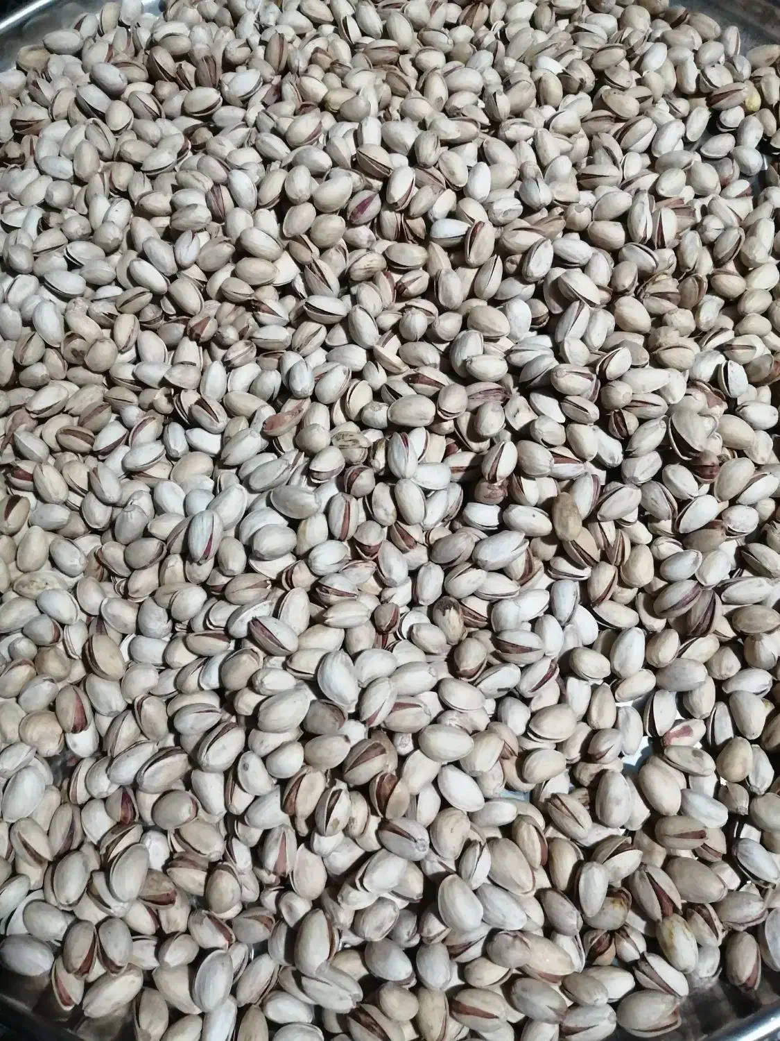 پسته خام|خوردنی و آشامیدنی|راهگان, |دیوار