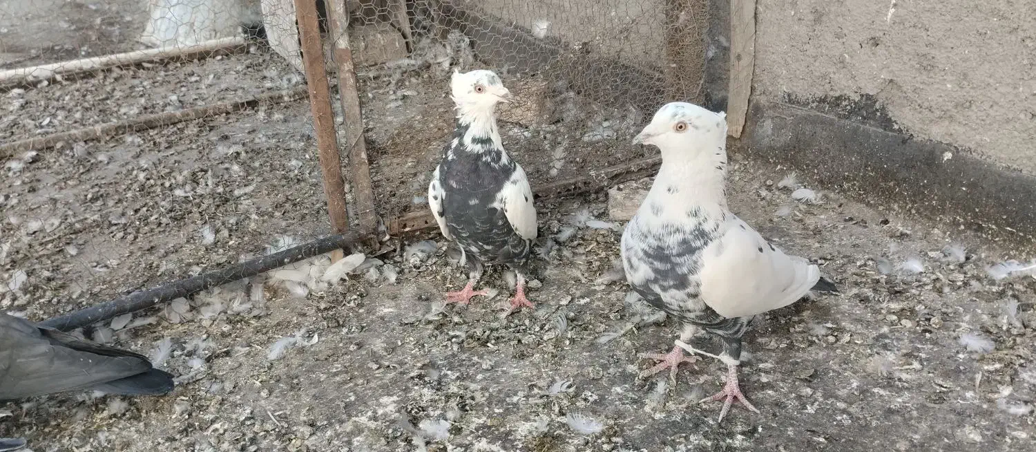 ۴۵ عدد هوایی|پرنده|مشهد, عیدگاه|دیوار