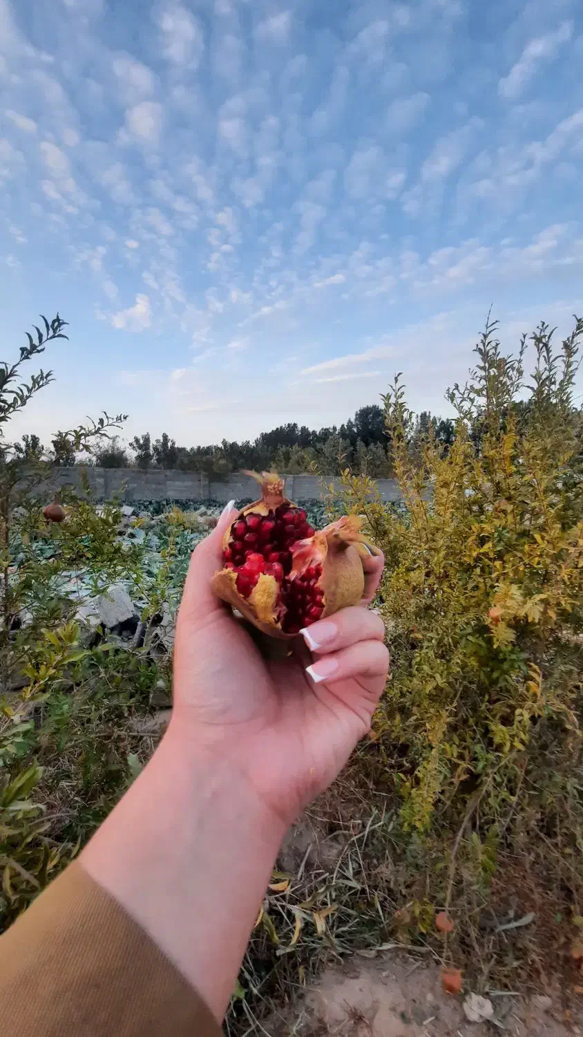 زمین کاشانک|فروش زمین و ملک کلنگی|اسلامشهر, کاشانک|دیوار