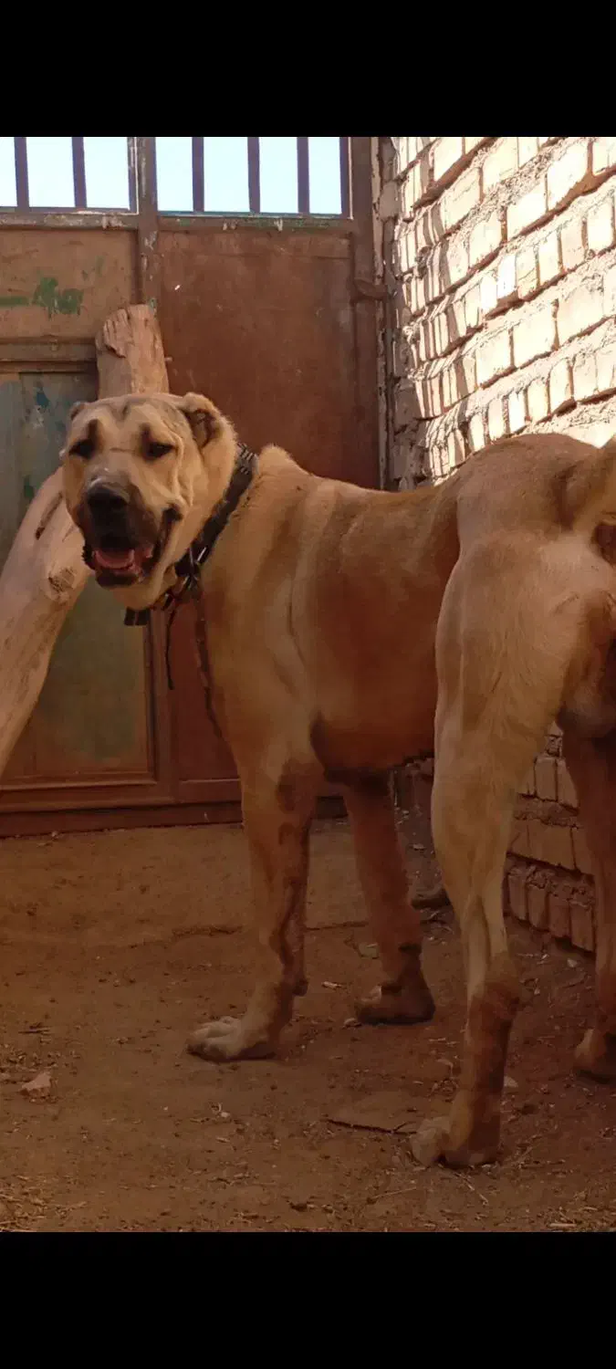 سگ سیاه پوز|حیوانات|تربت‌حیدریه, آسایش|دیوار