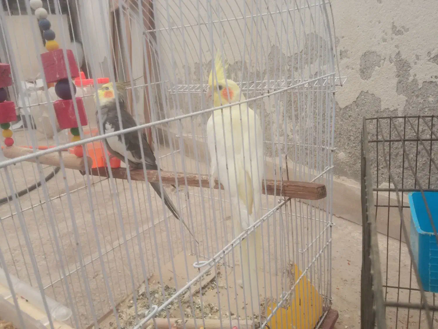 عروس هلندی|پرنده|بوشهر, |دیوار