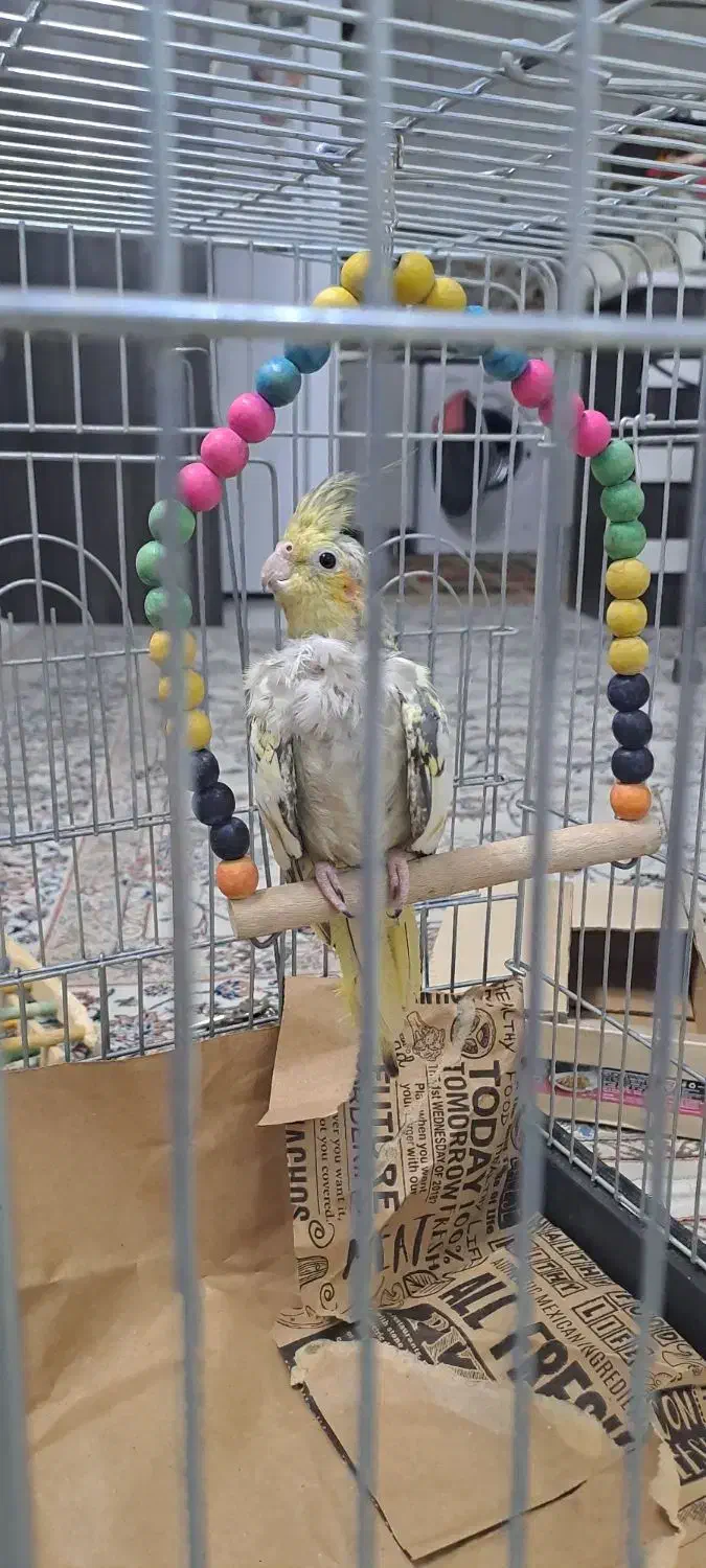 عروس هلندی۳ ماهه کینگ سایز مرواریدی فوری فروشی|پرنده|تهران, ائمه اطهار|دیوار