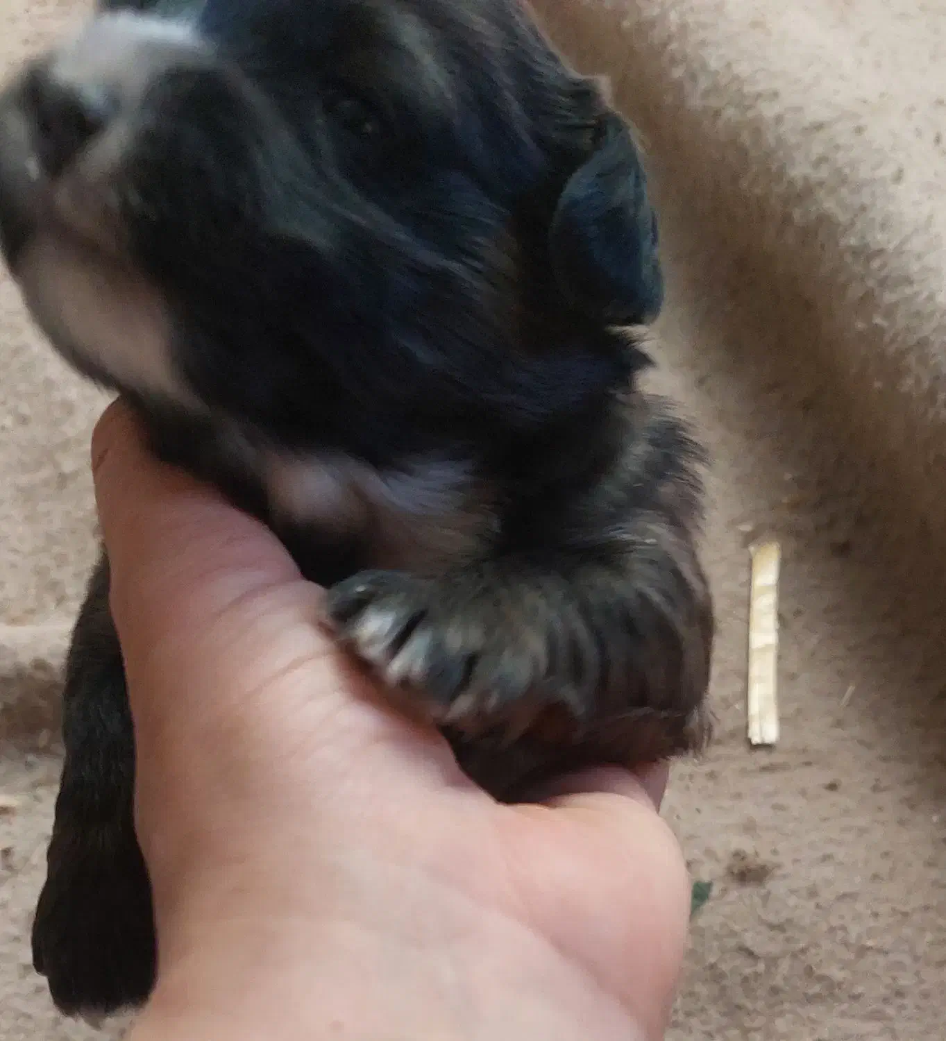 واگذاری شیتزو|سگ|ساری, |دیوار