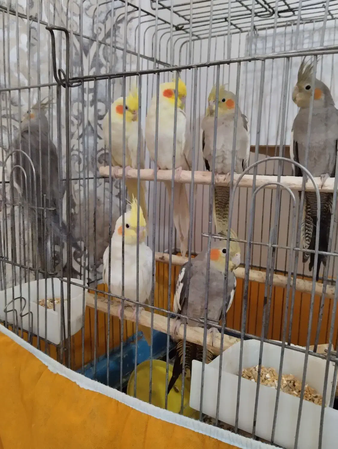 عروس هلندی ، سخنگو|پرنده|اسلام‌شهر, شهرک قائمیه|دیوار