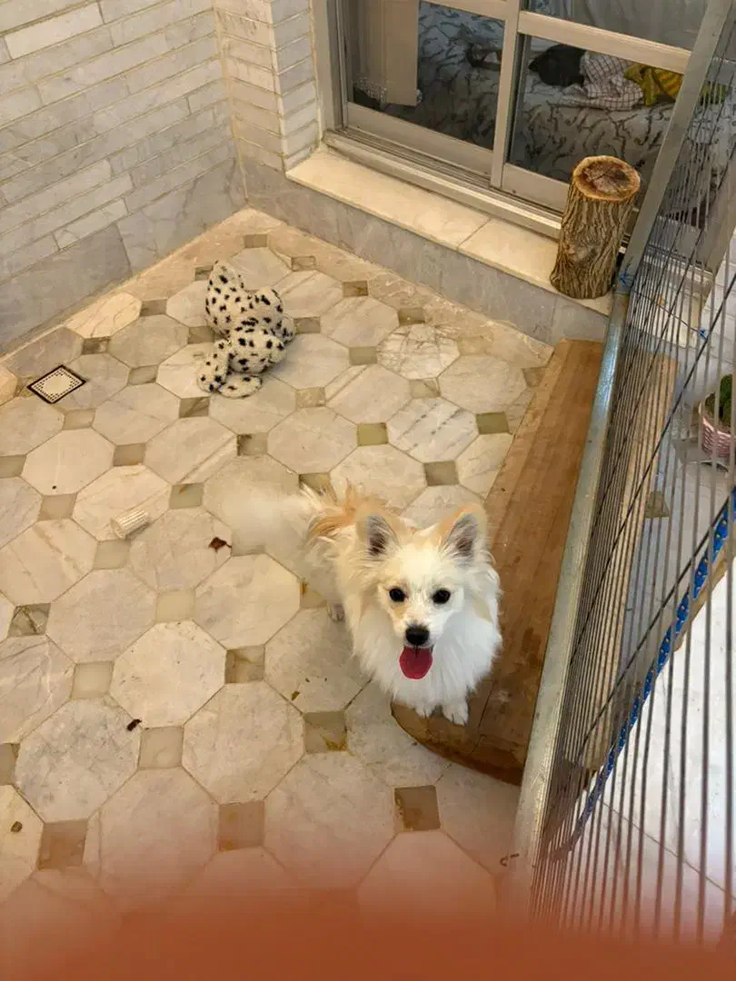 سگ خانگی پامر|سگ|یزد, |دیوار