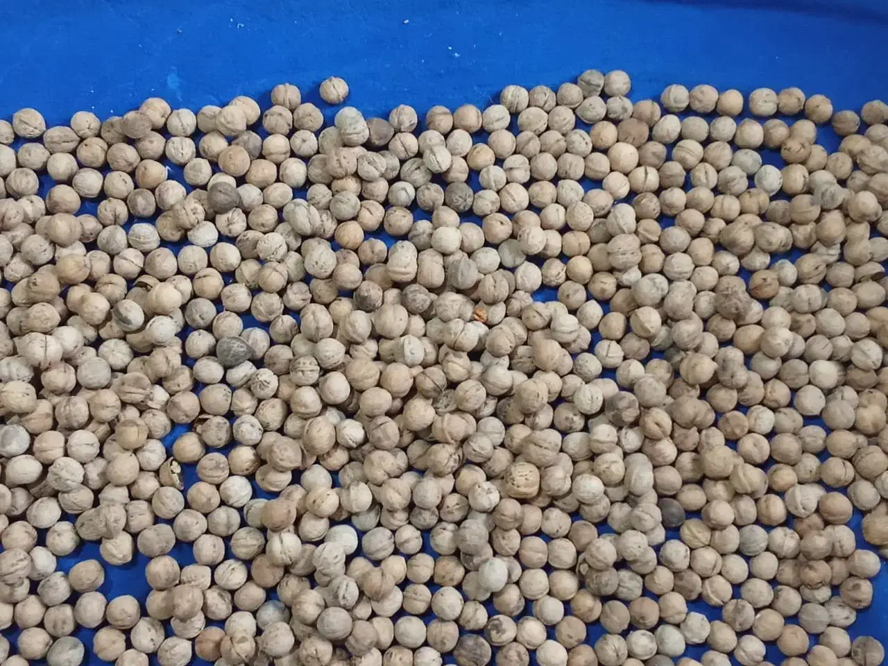 گردو|خوردنی و آشامیدنی|هشتگرد, تهران دشت|دیوار