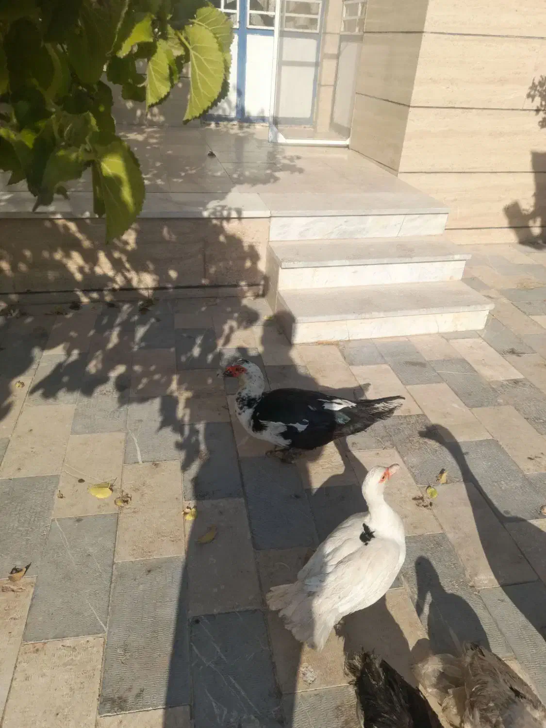 اردک اسراییلی|حیوانات مزرعه|محمدیه-قزوین, |دیوار