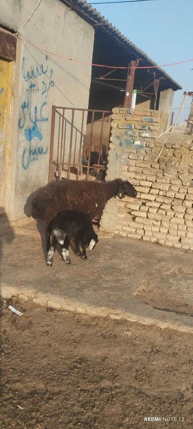 گوسفند|حیوانات مزرعه|سیمین شهر, |دیوار