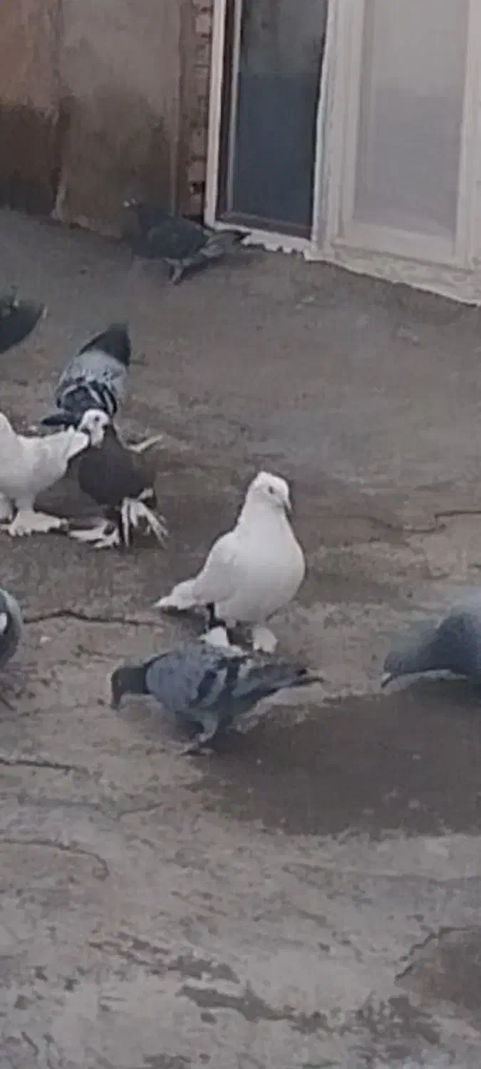 کبوتر|حیوانات|اهر, |دیوار