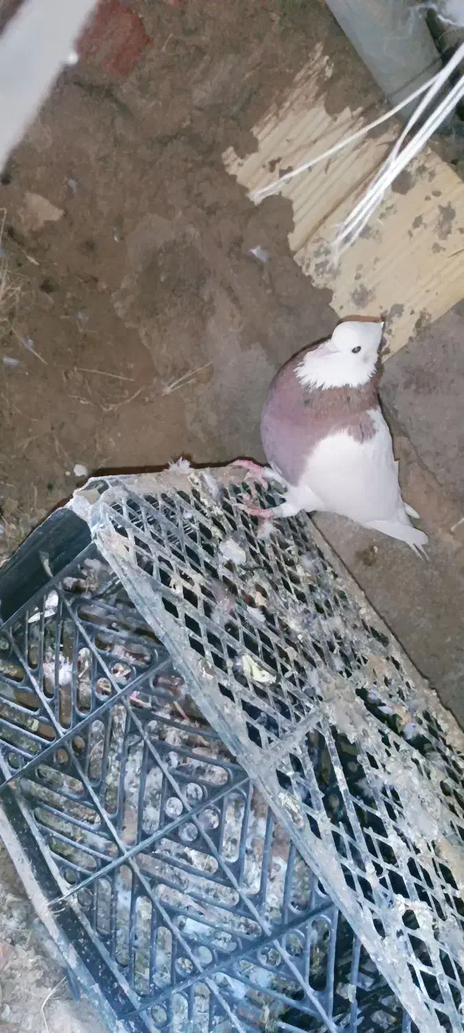 یه عدد طوقی نر|پرنده|ریگان, |دیوار