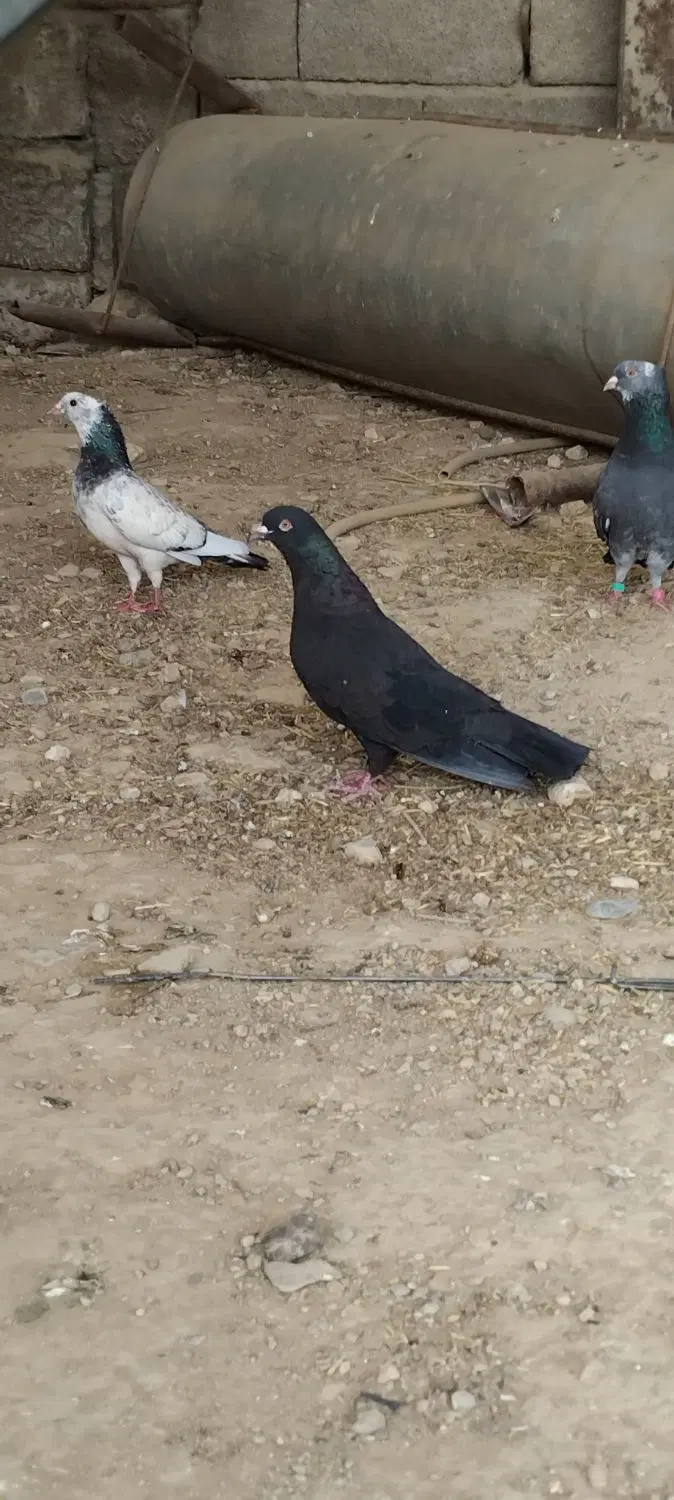 کبوتر|پرنده|سراب باغ, |دیوار